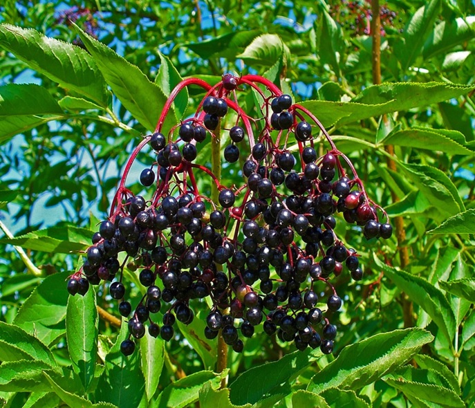 Quả cây cơm cháy (Elderberry fruit)