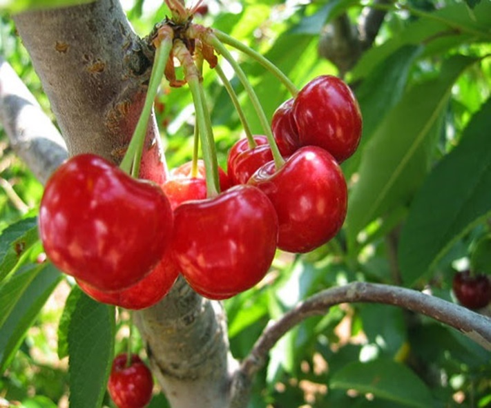 Quả Sơ ri (Acerola fruit)